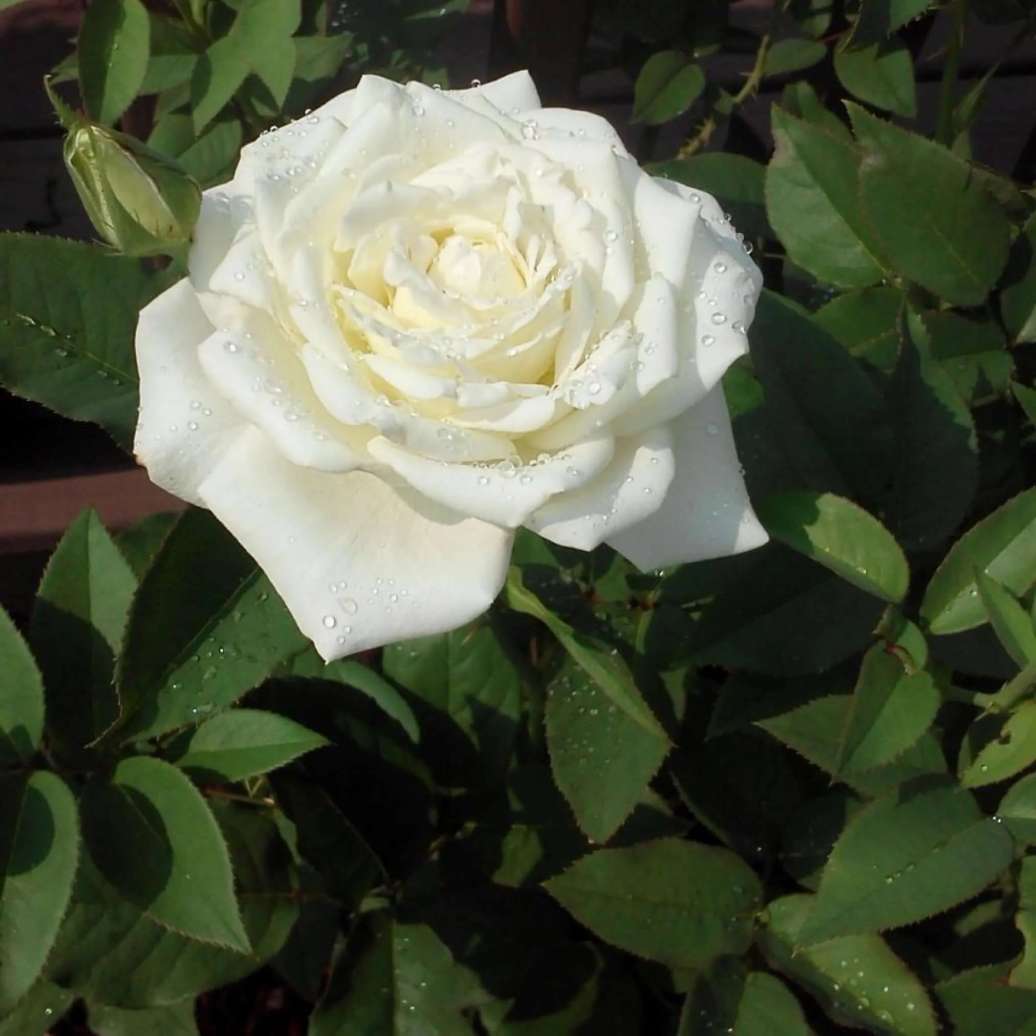 John F. Kennedy Rose